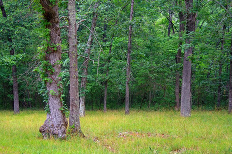 Bosque en Georgia.