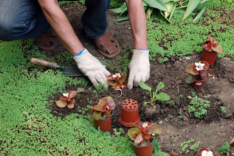 Aunque el tabaco es fácil de cultivar, sus semillas son diminutas.
