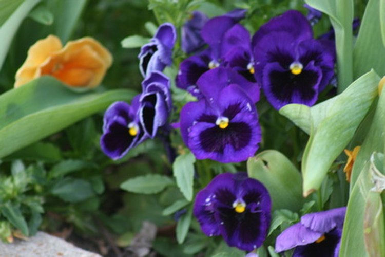Con un poco de planificación, se pueden incluir flores en los colores del otoño como pensamientos púrpuras.