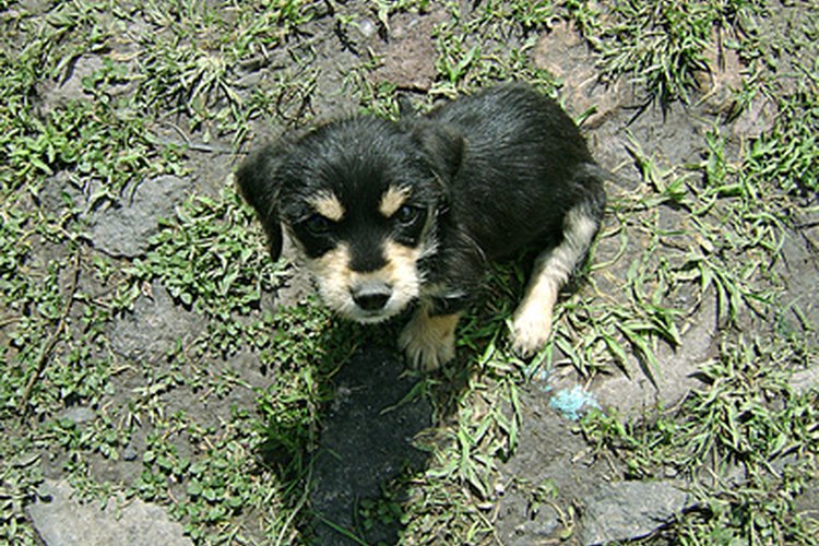 Alimenta correctamente a tu mascota para que no desarrolle cálculos en la vejiga.
