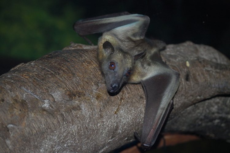 Los murciélagos cazan por la noche consumiendo muchos insectos molestos.