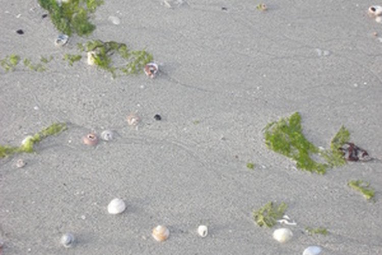 La lechuga de mar puede lavarse en la costa.