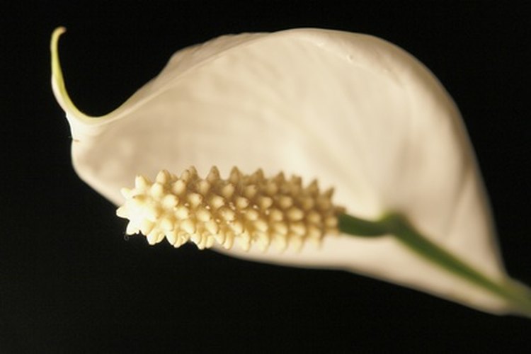 Las flores vivas son blancas.