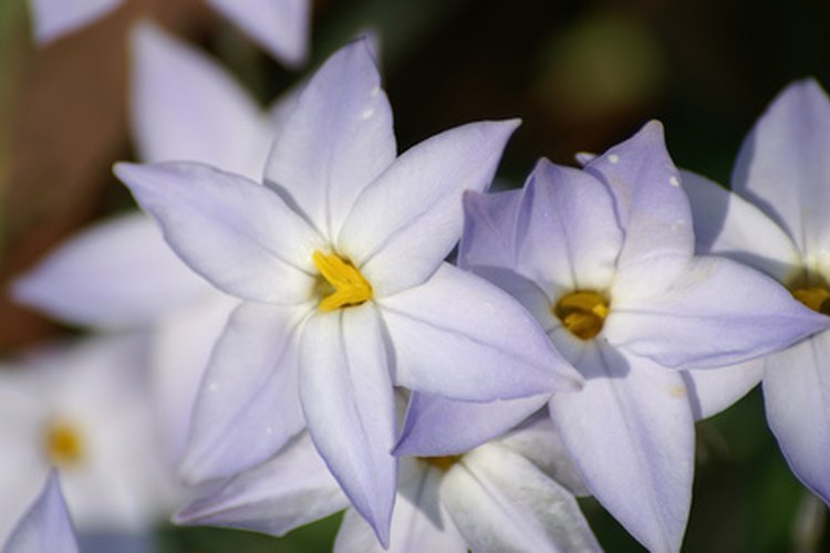 La estrella azul en plena floración.