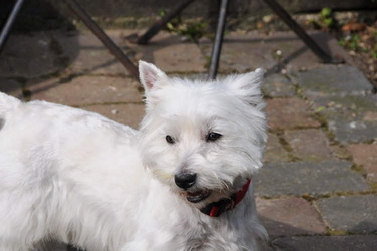 El Westie, por lo general, es sano aunque puede sufrir de condiciones cutáneas severas.