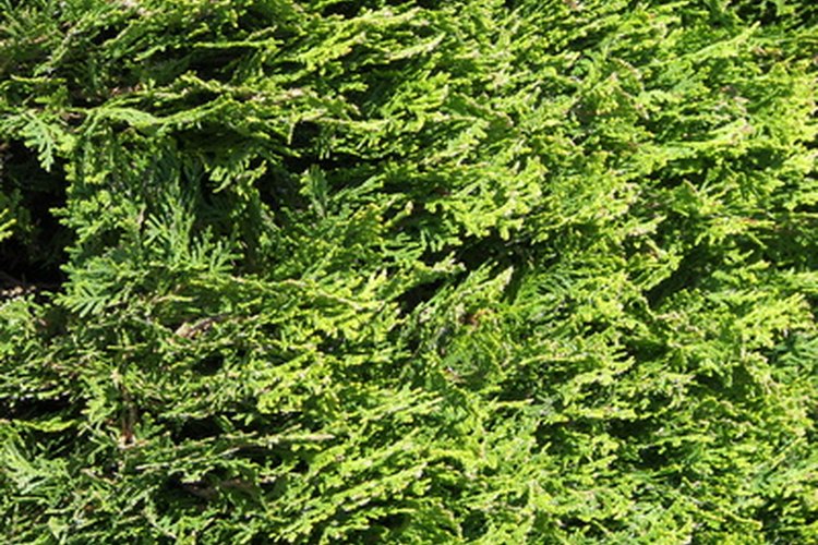 La thuja es sólo un tipo de planta perenne enana.