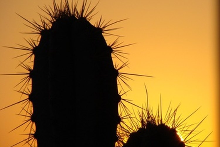 Mezclar tu propio suelo para los cactus les ayuda a crecer.