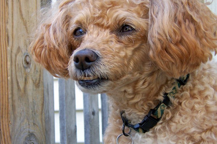 Un caniche bichon es una mezcla entre un caniche y un bichon frise.