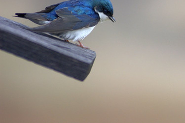 Golondrina.