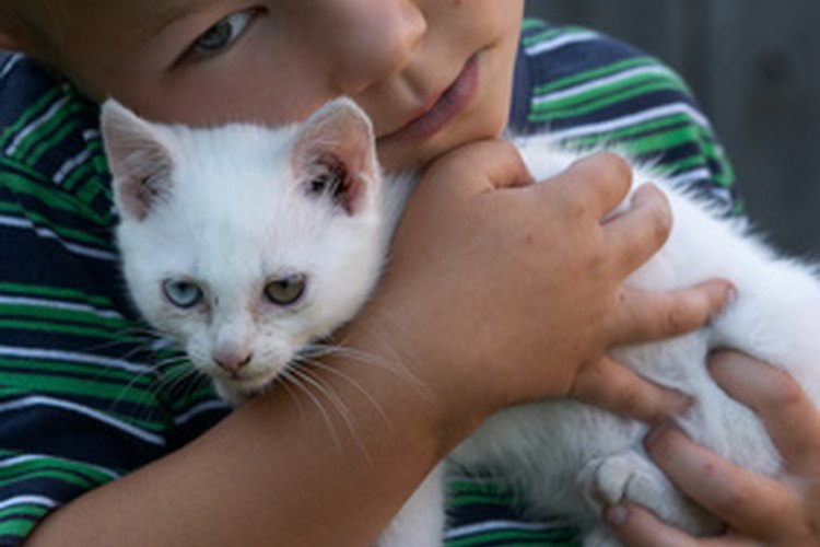 Acariciar a un gato disminuye la presión no sólo del humano, sino también del animal.