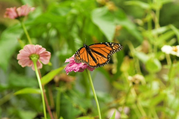 ¿Es este espécimen una mariposa monarca o una virrey?