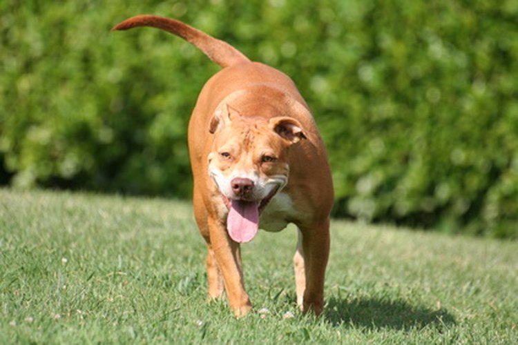 Los pitbull normalmente son cruzados con otras razas para crear razas híbridas