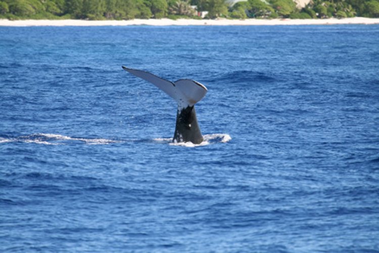 Muchas especies de ballena tiene su hogar en las aguas glaciales.