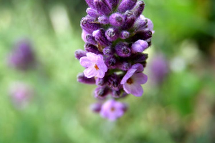 Puedes sustituir el agua destilada con aguas florales como la de lavanda o de rosas.