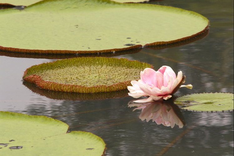Las plantas acuáticas tienen hojas especializadas para optimizar la fotosíntesis y minimizar el estrés de oxígeno.