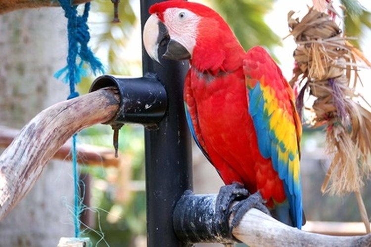 La guacamaya roja se captura para vender como mascota ilegal.