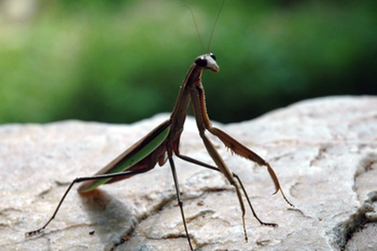 La mantis religiosa se alimenta de muchos insectos nocivos.