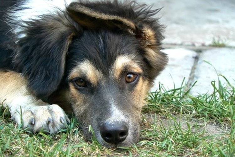 Revisar los perros con regularidad es importante para prevenir infecciones.