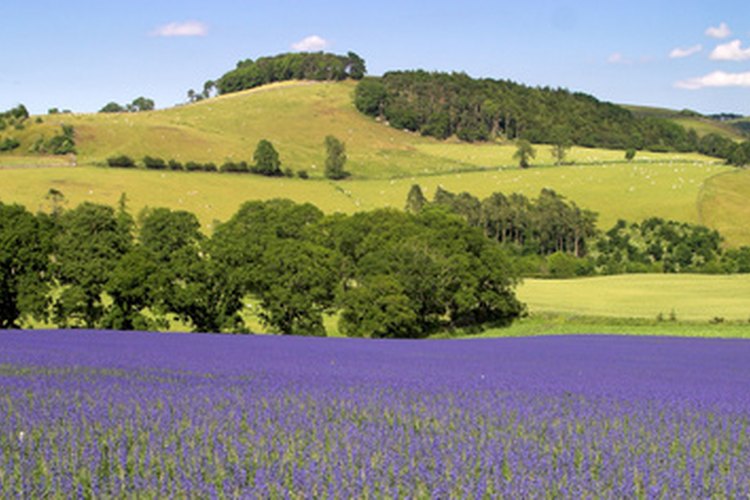 Plantación de linaza.