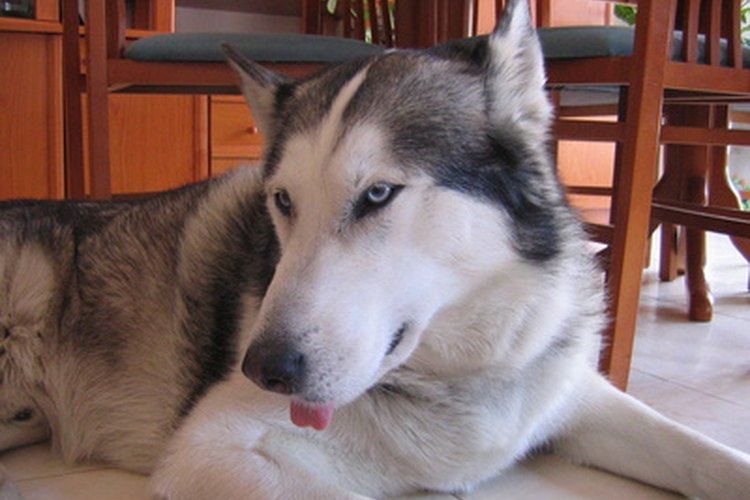 Al comienzo de su preñez, tu Siberian husky se cansará fácilmente.