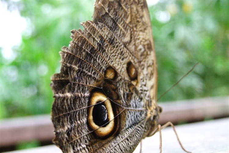 La gente atribuye diferentes significados a una mariposa que entra a una casa.