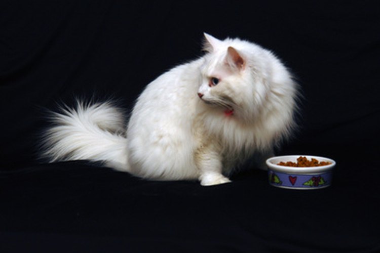 Las gatas también pueden ser las alfa a la hora de la comida.