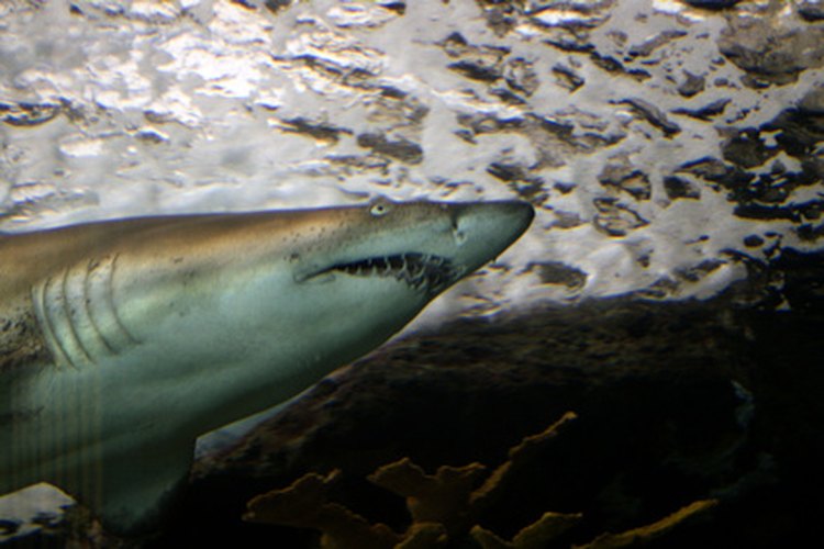 Los tiburones crecen rápido desde el momento del nacimiento.