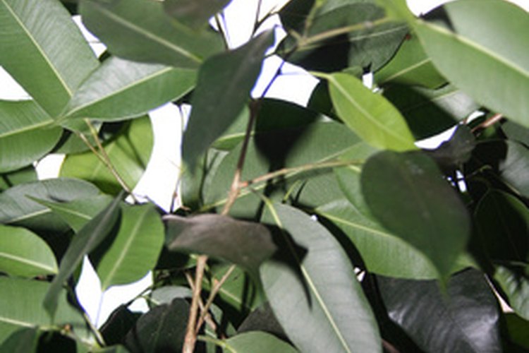Propagación del ficus.