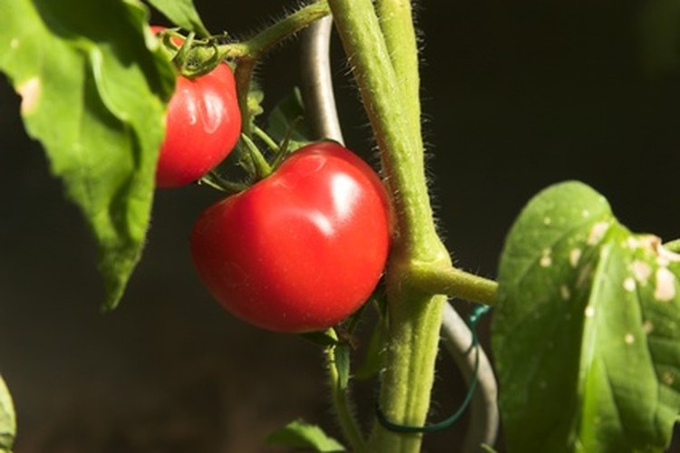 Los vegetales híbridos combinan las características de variedades diferentes.