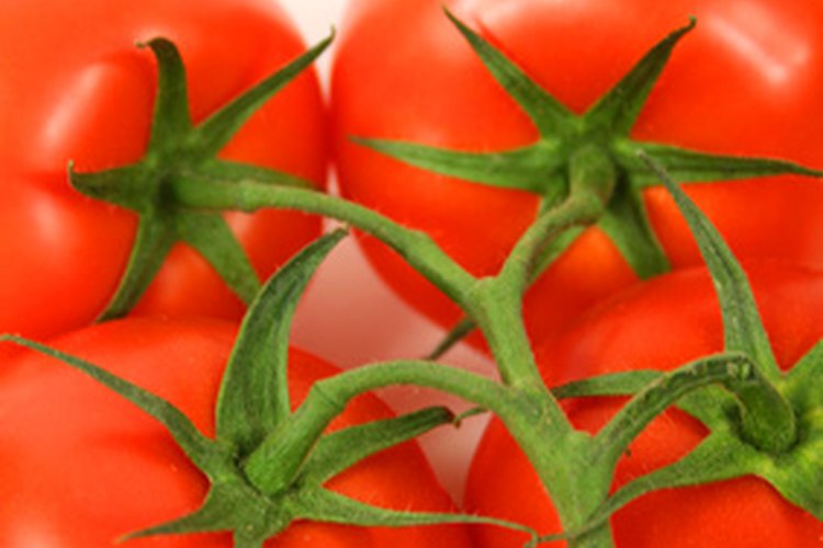 Los tomates perfectos requieren una cantidad de agua adecuada.