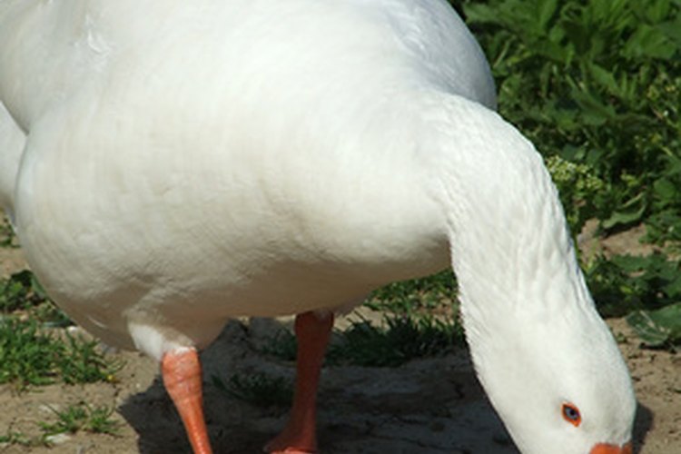 Los gansos son aves muy versátiles para tener en tu granja.
