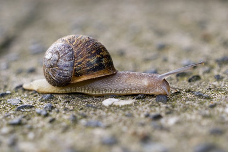 Las especies de caracoles son particularmente sensibles a la lluvia ácida, una amenaza para los bosques caducifolios templados de todo el mundo.