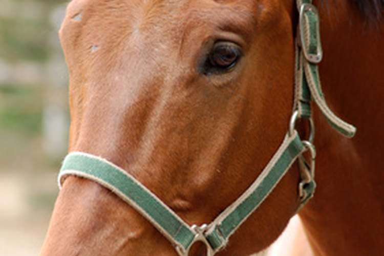 A veces es necesario que lo caballos usen máscaras.