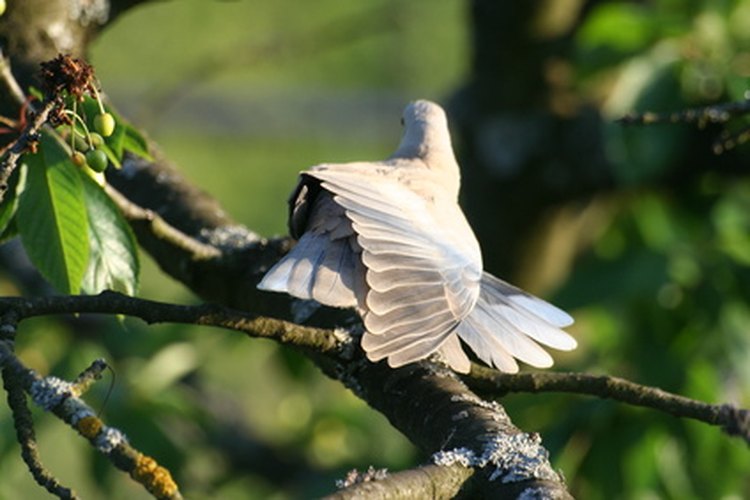 Las palomas blancas pueden simbolizar la pureza y la inocencia de la relación matrimonial.