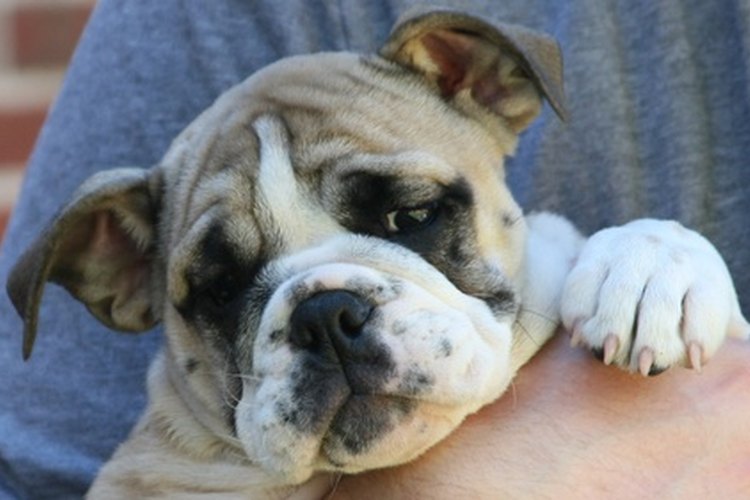 El bulldog inglés es una mascota popular alrededor del mundo.