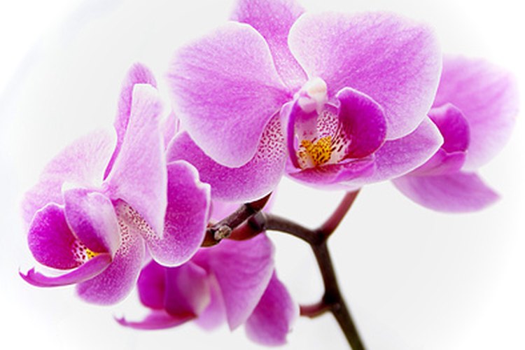 Orquídea.