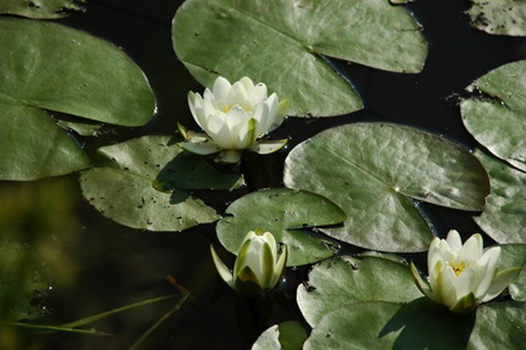 Las plantas exóticas brasileñas incluyen variedades de nenúfares.