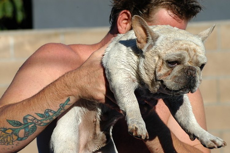Nunca utilices agua congelada para mojar el pelaje de tu perro.