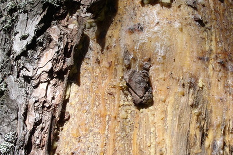 Los árboles de pino supuran resina que se fosiliza y se convierte en ámbar.