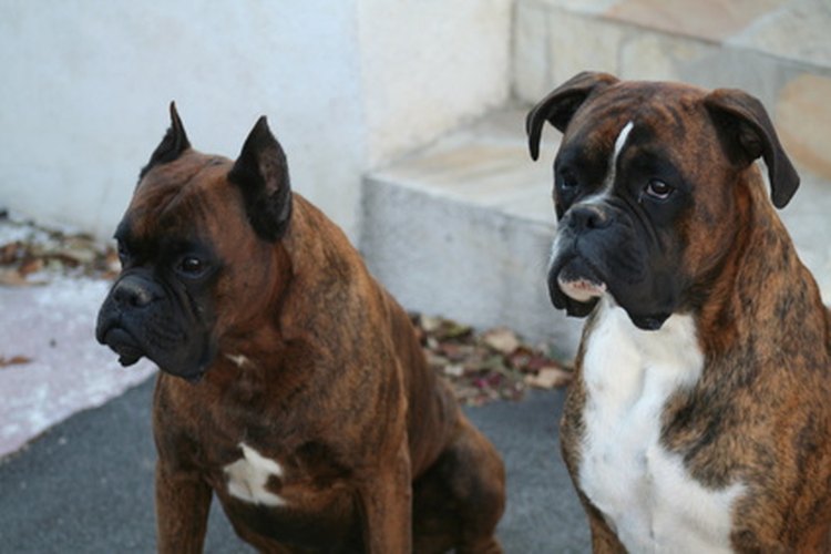 Algunas razas de perros tienen tasas de cáncer más altas.