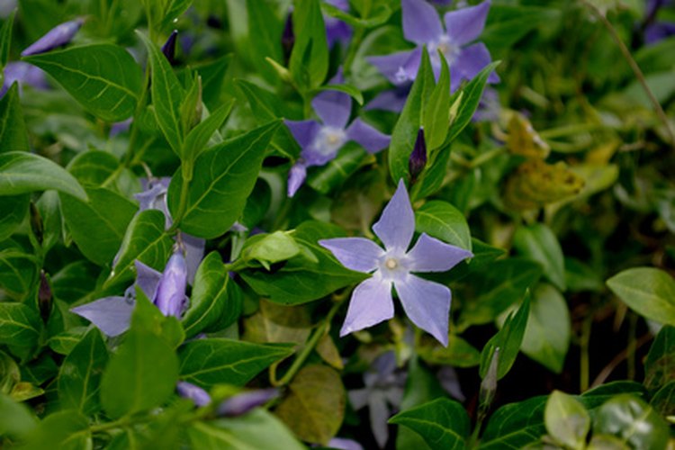La botánica.