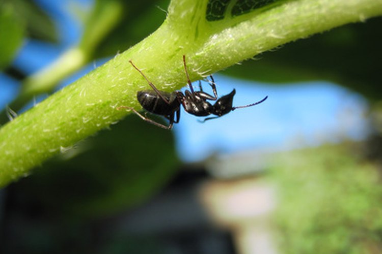 Estas hormigas pueden eliminar tantas hojas que matarán al árbol