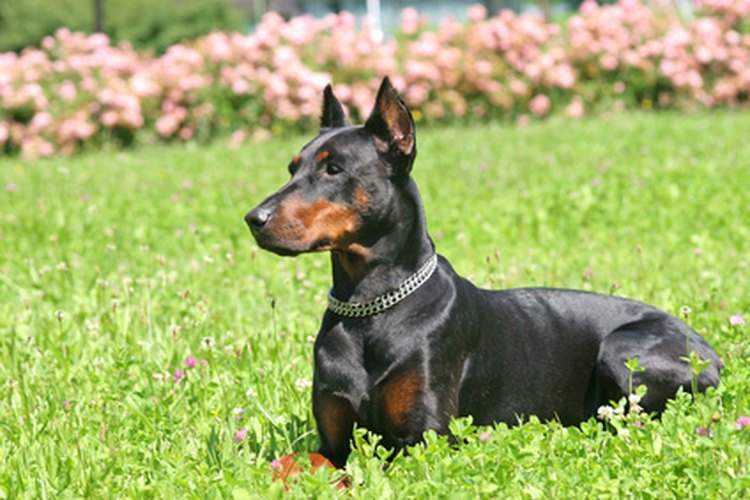 Los quistes de grasa tienden a encontrarse sobretodo en perros de mediana edad o más viejos.