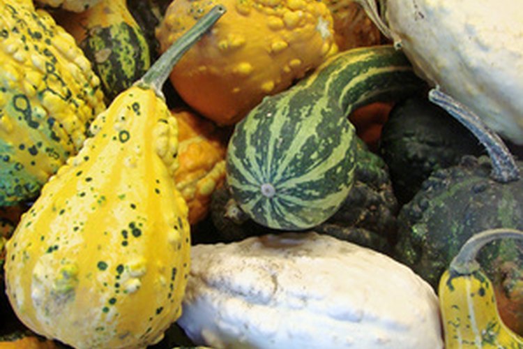 Las calabazas de diferentes tamaños crean personajes únicos.