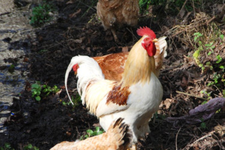 Los pollos a veces pueden desarrollar infecciones parásitas por gusanos.