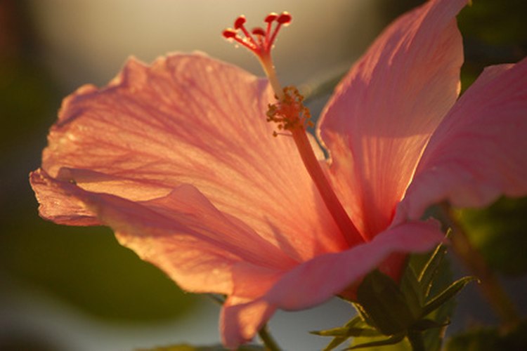 Más de 200 variedades de flores de hibisco crecen en climas cálidos y tropicales.
