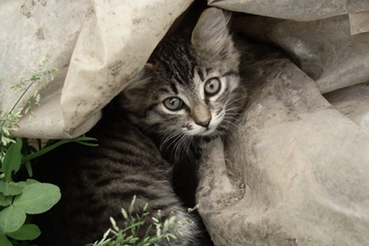 La biología de los gatos está llena de datos asombrosos.