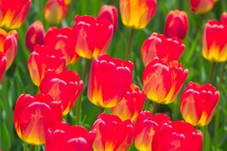 Los tulipanes están disponibles en variedades de colores sólido y mezclados.