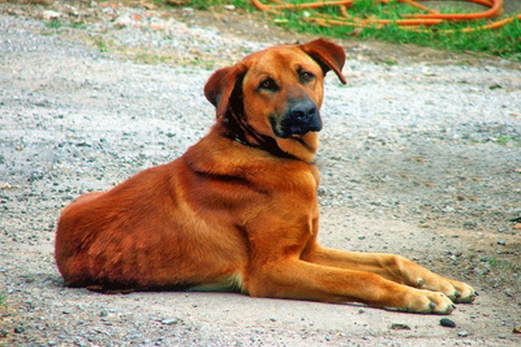 Cómo tratar la displasia de cadera en los perros.