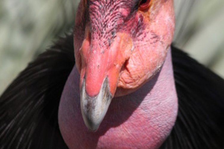 Cóndor de California.